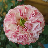 Bourbon Street Rose